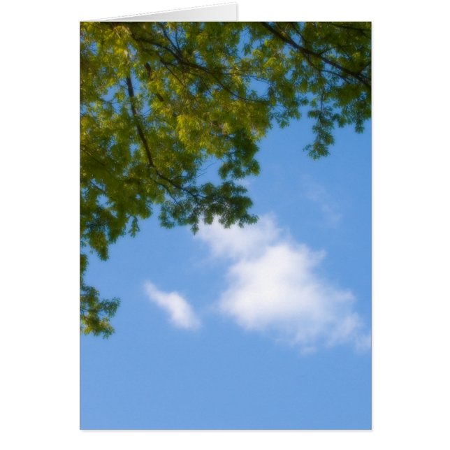 uitzicht aan de hemel met boomtop (Voorkant)
