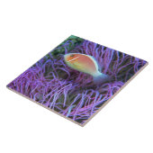 Uitzicht aan de zijkant van een roze anemonvis, Ok Tegeltje (Zijkant)