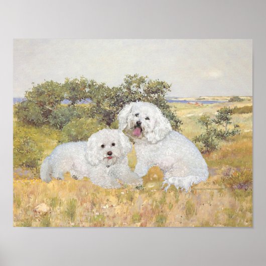 Uitzicht Bichon Frise Meadow Poster (Voorkant)