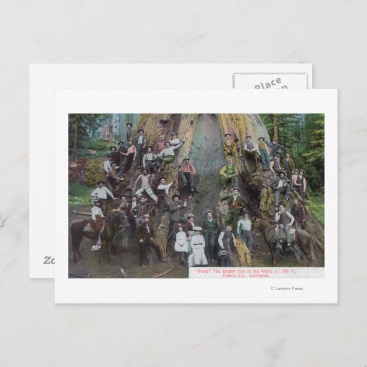 Uitzicht Boole, de grootste boom ter wereld Briefkaart (Voorkant / Achterkant)