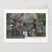 Uitzicht Boole, de grootste boom ter wereld Briefkaart (Voorkant)