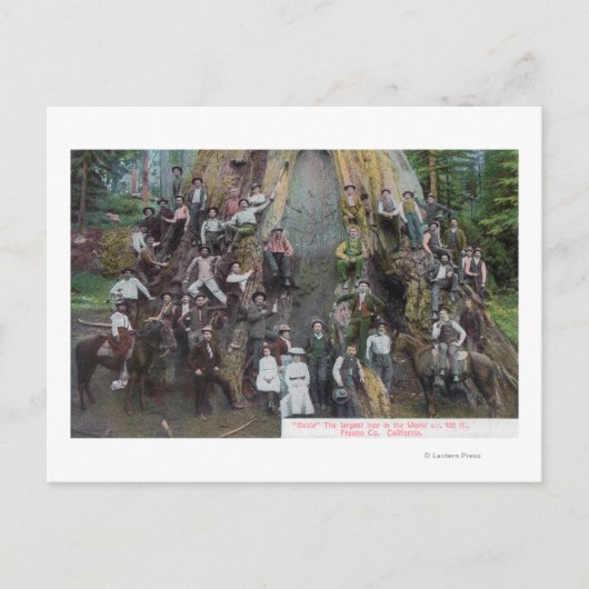 Uitzicht Boole, de grootste boom ter wereld Briefkaart (Voorkant)
