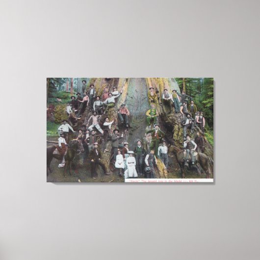 Uitzicht Boole, de grootste boom ter wereld Canvas Afdruk (Voorkant)