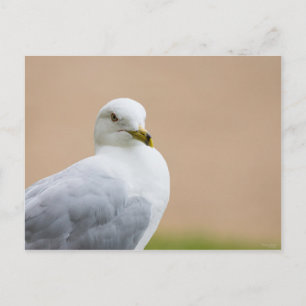 Uitzicht Briefkaart