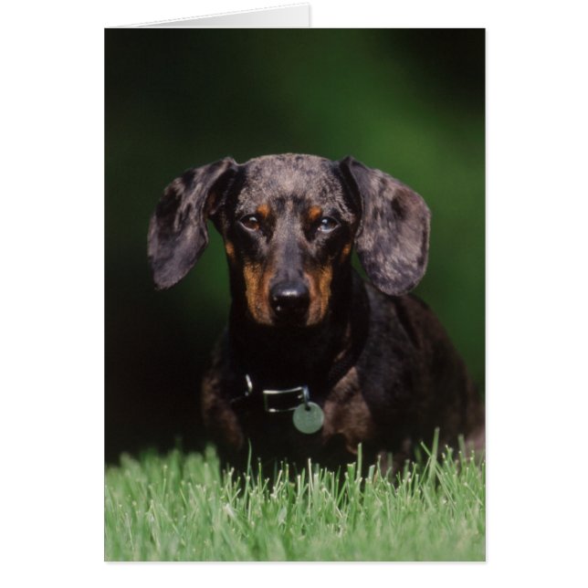 Uitzicht Dachshund met Dapple-kleurstof (Voorkant)