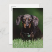 Uitzicht Dachshund met Dapple-kleurstof Briefkaart (Voorkant / Achterkant)