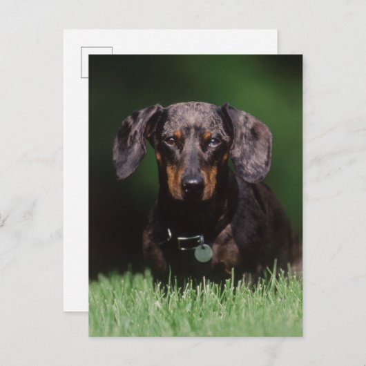 Uitzicht Dachshund met Dapple-kleurstof Briefkaart (Voorkant / Achterkant)