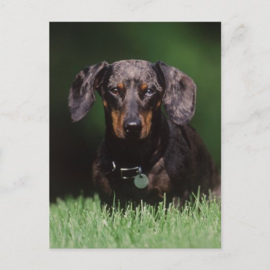 Uitzicht Dachshund met Dapple-kleurstof Briefkaart (Voorkant)