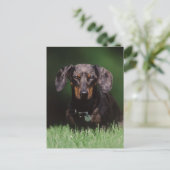 Uitzicht Dachshund met Dapple-kleurstof Briefkaart (Staand voorkant)