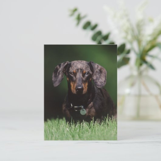 Uitzicht Dachshund met Dapple-kleurstof Briefkaart (Staand voorkant)