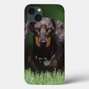 Uitzicht Dachshund met Dapple-kleurstof Case-Mate iPhone Case
