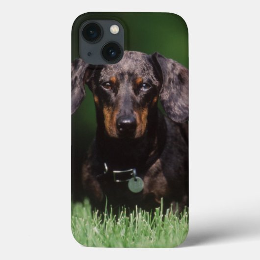 Uitzicht Dachshund met Dapple-kleurstof Case-Mate iPhone Case (Achterkant)