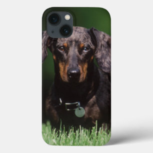 Uitzicht Dachshund met Dapple-kleurstof Case-Mate iPhone Case