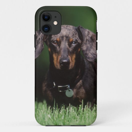 Uitzicht Dachshund met Dapple-kleurstof Case-Mate iPhone Case (Achterkant)