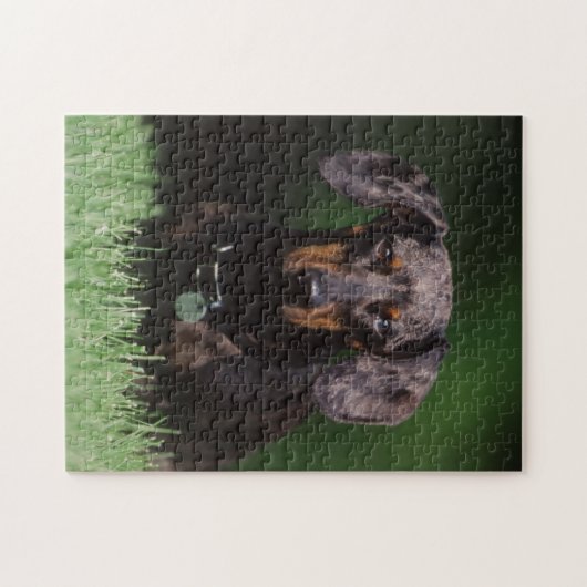 Uitzicht Dachshund met Dapple-kleurstof Legpuzzel (Horizontaal)