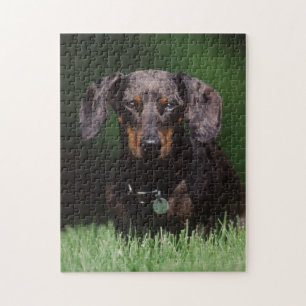 Uitzicht Dachshund met Dapple-kleurstof Legpuzzel