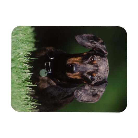 Uitzicht Dachshund met Dapple-kleurstof Magneet (Horizontaal)