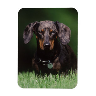 Uitzicht Dachshund met Dapple-kleurstof Magneet