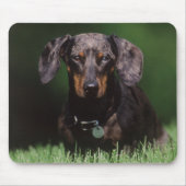 Uitzicht Dachshund met Dapple-kleurstof Muismat (Voorkant)