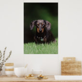 Uitzicht Dachshund met Dapple-kleurstof Poster (Keuken)
