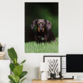 Uitzicht Dachshund met Dapple-kleurstof Poster (Thuiskantoor)