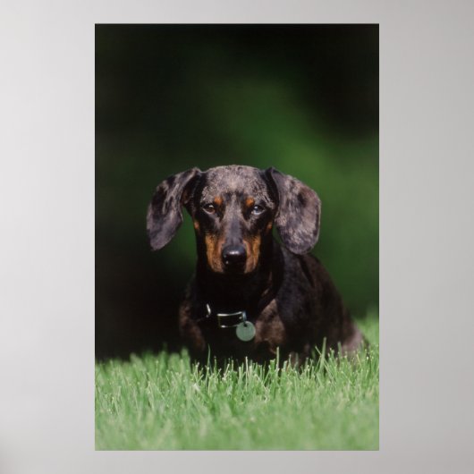 Uitzicht Dachshund met Dapple-kleurstof Poster (Voorkant)
