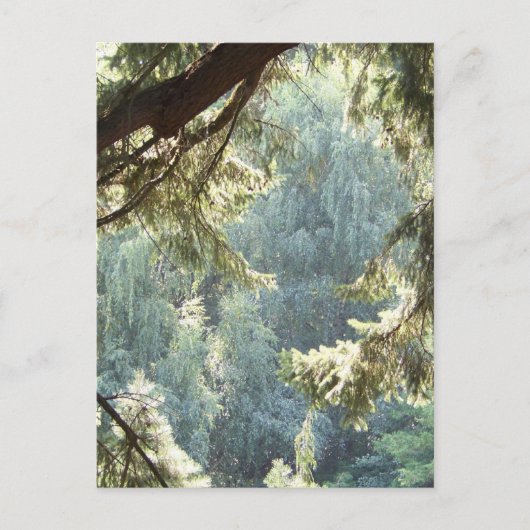 Uitzicht door de Bomen Briefkaart (Voorkant)
