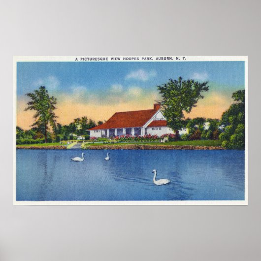Uitzicht Hoopes Park Swans op het meer Poster (Voorkant)
