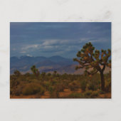 Uitzicht Joshua Tree Briefkaart (Voorkant)