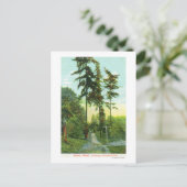 Uitzicht langs de weg in Woodland Park Briefkaart (Staand voorkant)