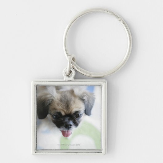 Uitzicht met hoge hoek van een Eskimo-hond Sleutelhanger (Voorkant)