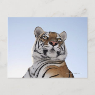 Uitzicht met lage hoek van een tijger (Panthera ti Briefkaart
