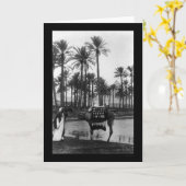 Uitzicht Oasis Pyramide 1902 Kaart (Gele Bloem)