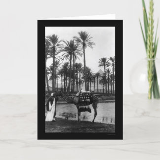 Uitzicht Oasis Pyramide 1902 Kaart