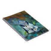 Uitzicht onderwater van de gladde boomkvissen (lac notitieboek (Rechterzijde)