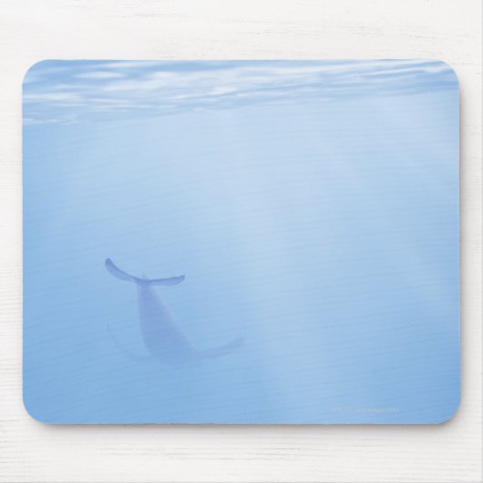 Uitzicht onderwater van walvis muismat (Voorkant)