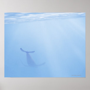 Uitzicht onderwater van walvis poster