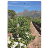 Uitzicht op wijngaarden. Stellenbosch Klembord (Achterkant)