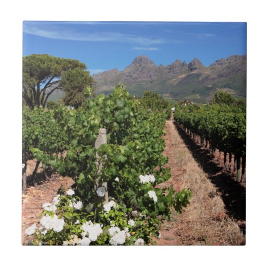 Uitzicht op wijngaarden. Stellenbosch Tegeltje (Voorkant)