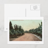 Uitzicht Palmschijf Briefkaart (Voorkant / Achterkant)