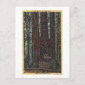 Uitzicht "Three Graces" in Big Trees Park Briefkaart (Voorkant)