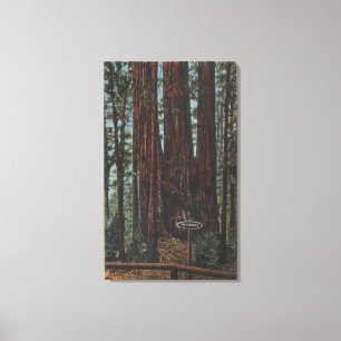 Uitzicht "Three Graces" in Big Trees Park Canvas Afdruk