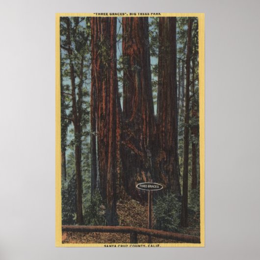 Uitzicht "Three Graces" in Big Trees Park Poster (Voorkant)