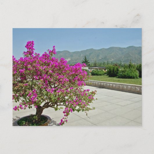Uitzicht uit Museum, Xian, China Briefkaart (Voorkant)