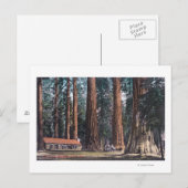 Uitzicht van Big Trees in Mariposa Grove Briefkaart (Voorkant / Achterkant)