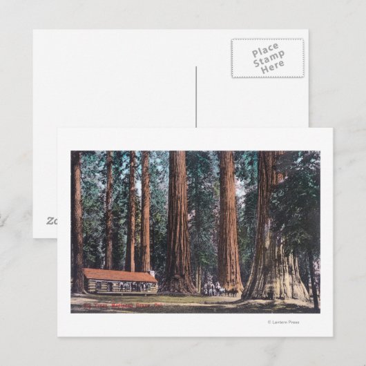 Uitzicht van Big Trees in Mariposa Grove Briefkaart (Voorkant / Achterkant)