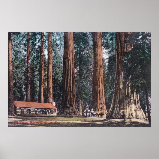 Uitzicht van Big Trees in Mariposa Grove Poster (Voorkant)