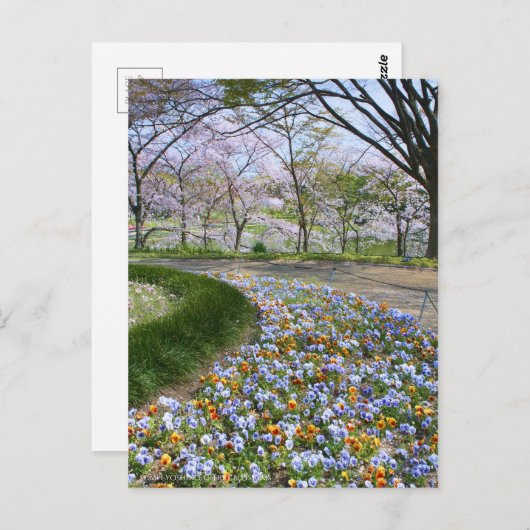 Uitzicht van Cherry-bloesems (& Viola) Briefkaart (Voorkant / Achterkant)