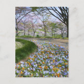 Uitzicht van Cherry-bloesems (& Viola) Briefkaart (Voorkant)