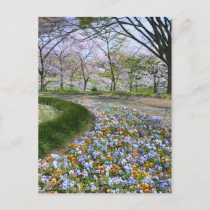Uitzicht van Cherry-bloesems (& Viola) Briefkaart